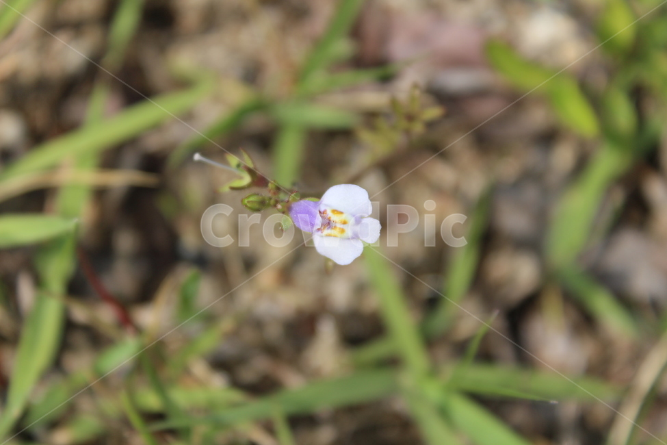 야생화,들꽃,들에핀꽃,야생꽃,작은꽃,칼라풀,식물,자연,plants,nature,꽃,flower