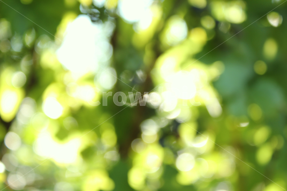 나무,숲,블러,아웃포커스,배경,빛,light,lighting,tree,blur,outfocus,focus,outoffocus,forest,park,garden,정원,공원,background,outdoor,야외,실외,휴식,힐링,rest,relaxation,healing