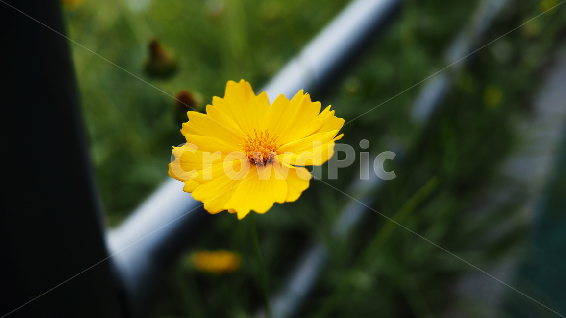 야생화,꽃,노란색,wildflower,flowers,yellow