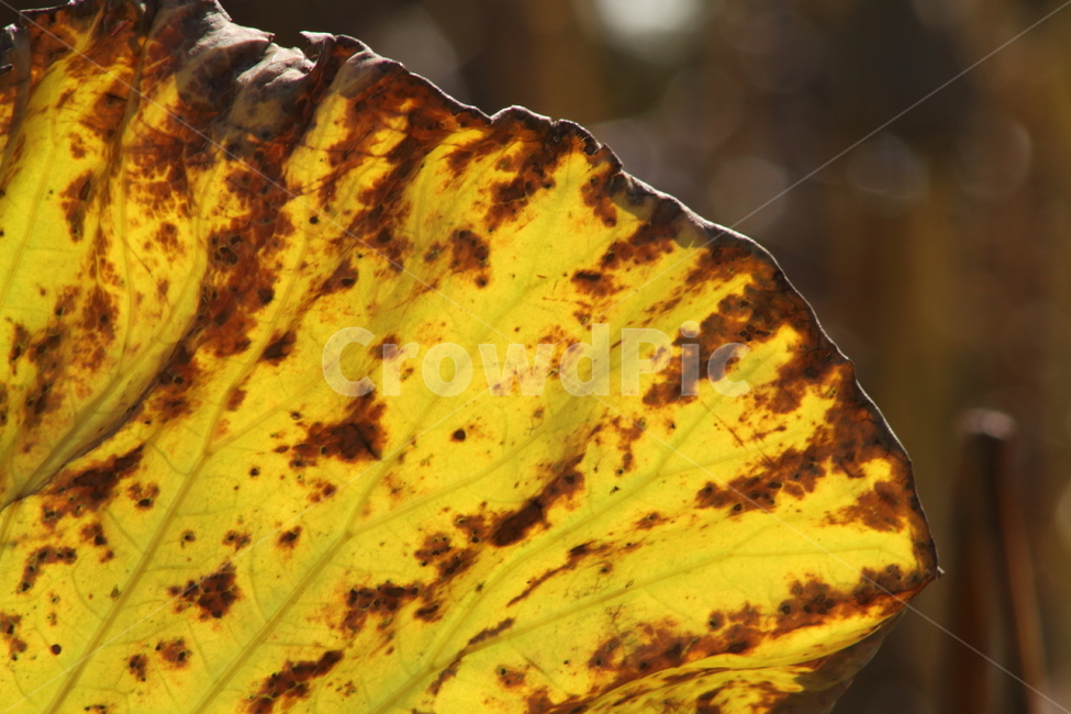 잎,연잎,가을,단풍,redleaves,가을,계절,fall,autumn,season,leaf,plant,식물,veins,정맥