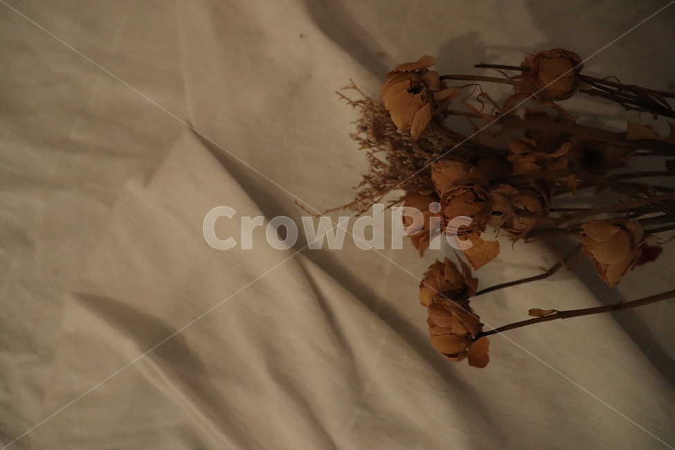 드라이플라워,꽃,감성,필름카메라,천,꽃,flower