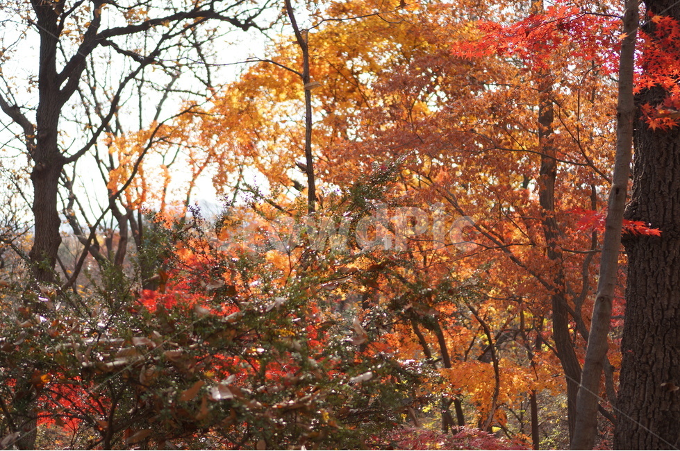 단풍나무,단풍잎,창덕궁후원,단풍,창덕궁단풍,가을,나무,잎,식물,가을단풍,가을,계절,fall,autumn,season,tree,plant,maple,leaf