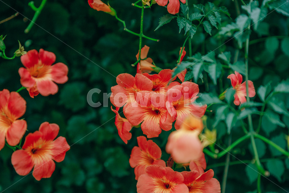 자연,식물,꽃,flower,능소화,아름다운,식물,자연,plants,nature,꽃,flower