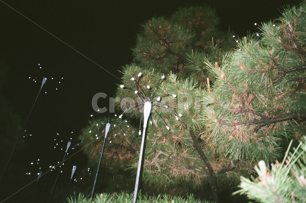 광안리,산책로,야간풍경,나무,빈티지,필름사진,빈티지필름,야경,밤,풍경,nightscape,night,landscape,사물,물건,오브젝트,thing,object,matter,tree,plant,식물,fir,전나무