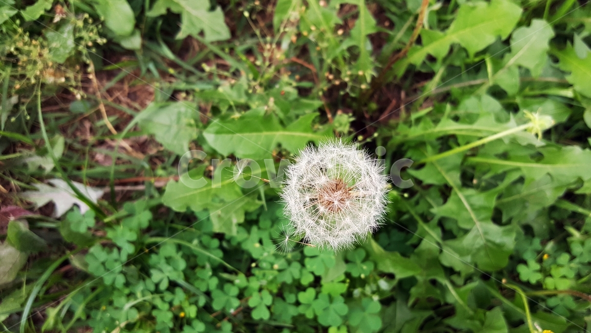 민들레,봄,솜털,식물,씨,계절,자연,가련,감성,바람,풍경,봄풍경,따스함,식물,자연,plants,nature
