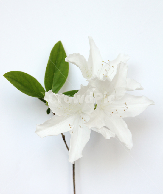 azaleas,azaleasflowers,closeup,decoration,detail,flower,fresh,green,leaf,leaves,macro,natural,nature,plant,royalazaleablossom,whiteazaleasflowers,철쭉,철쭉꽃,클로즈업,디테일,꽃,신선한,그린,녹색,잎,나뭇잎,잎사귀,자연,식물,플라워,흰색,화이트,흰배경,진달래,식물,자연,plants,nature,꽃,flower