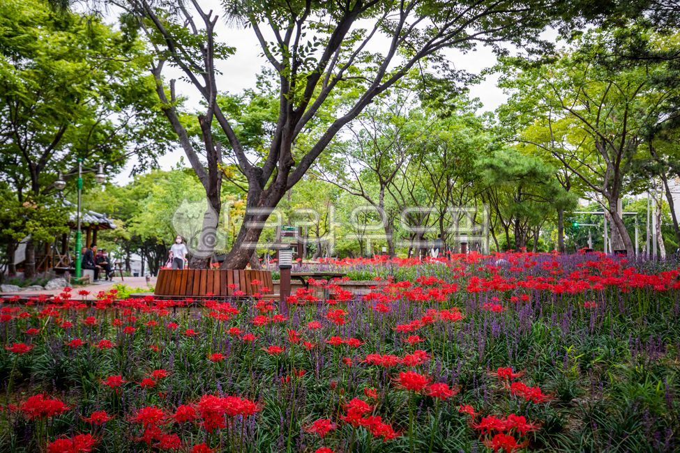 꽃무릇,석산,상사화,꽃,가을꽃,가을,빨간꽃,빨강꽃,맥문동,자연,숲,nature,florwer