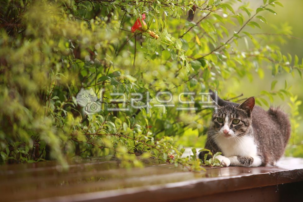 고양이,길냥이,자연,공원,외로움,봄,봄비,비오는날,비오는날의고양이,혼자,길고양이,cat,동물,animal,포유류,mammal,고양이,cat,kitten,kitty