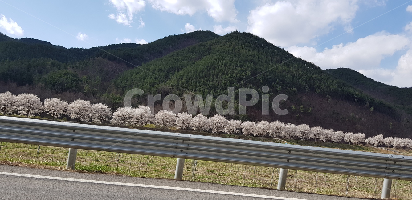 풍경,벚꽃,길,산,하늘,나무,자연,맑음,자연,풍경,nature,landscape,guard rail,가드 레일