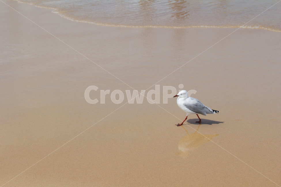모래,갈매기,바다,해변,외로운,쓸쓸한,혼자,beach,해안가,자연,풍경,nature,landscape,sea,고독,쓸쓸,섬,해외,걷는,walk,한마리,파도,아장아장,뒤뚱뒤뚱,귀여운,lonely,비치는,그림자,바닷가,하얀색,흰색,seagull,gull,동물,animal,조류,새,birds