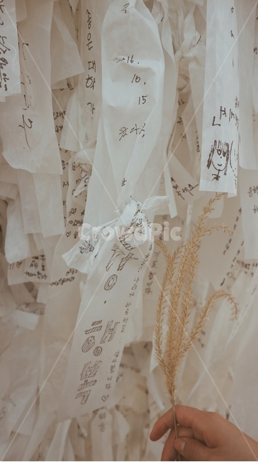 소원,갈대,희망,소원트리,hope,가을,쪽지