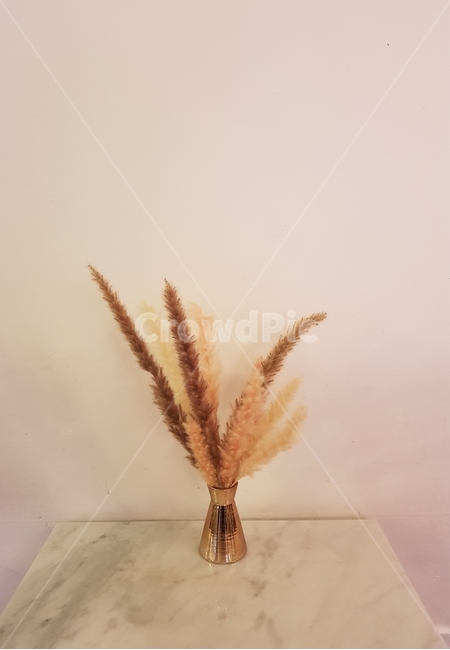 카페,인테리어,인테리어소품,셀프인테리어,장식,화병,식물,자연,plants,nature,실내용화초,화분,화초,house plant