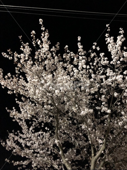 밤,저녁의봄,벚꽃,만개,밤마실