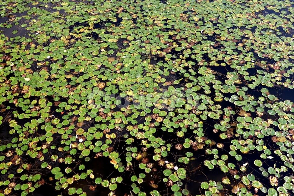 연잎,가을,호수,풍경,자연,식물,자연,plants,nature