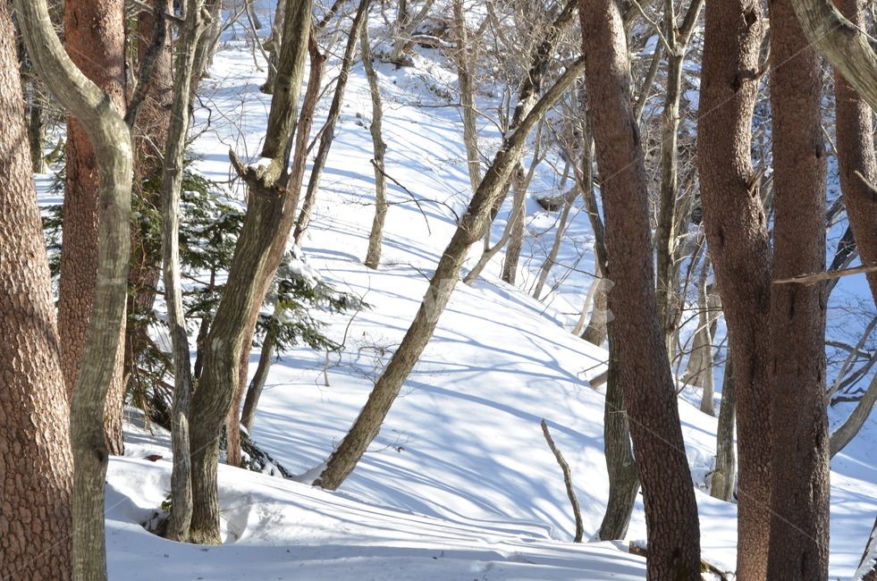 나무,나무줄기,tree,식물,treetrunk,겨울,눈,겨울,계절,winter,season