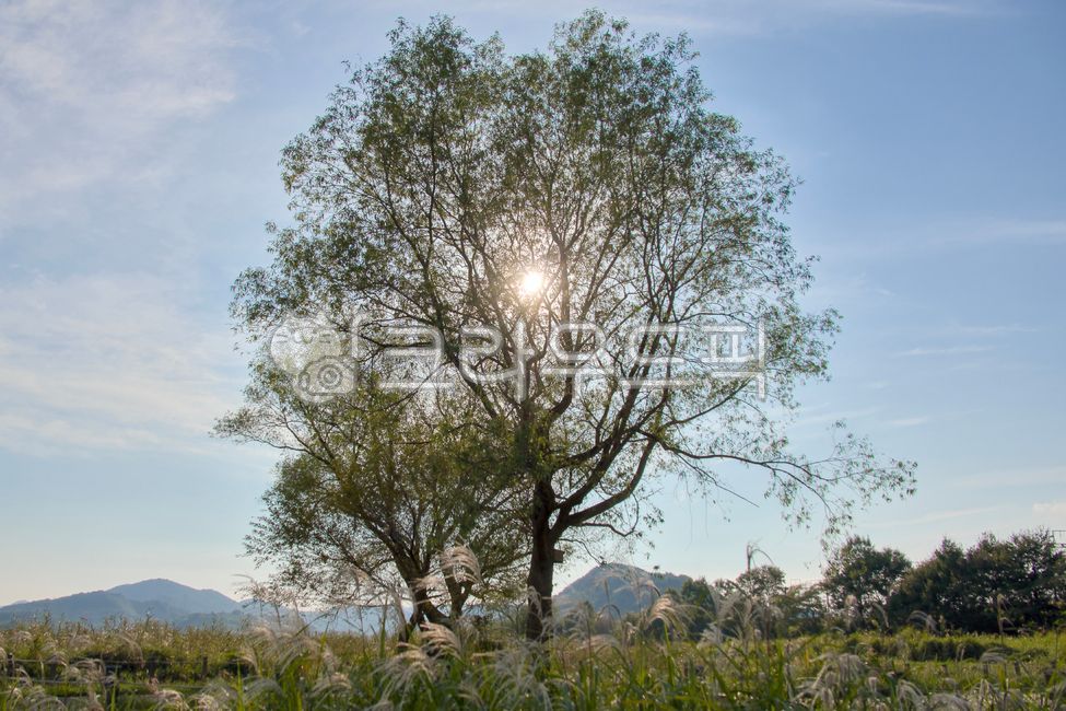 자연,식물,배경,하늘,나무,해,태양,들판,산,야외,초록,억새,잡초