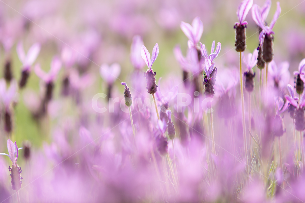 라벤더,봄,봄꽃,보라색,꽃,자연,보라색꽃,식물,자연,plants,nature,꽃,flower