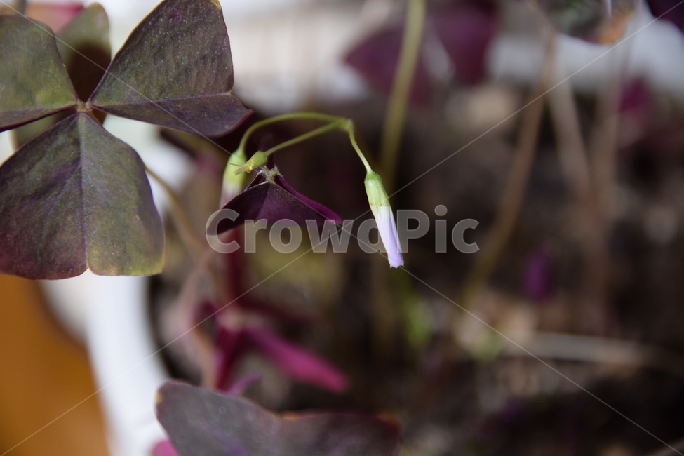 화초,잎,화초잎,화초꽃,꽃,작은꽃,하얀꽃,예쁜꽃,flower