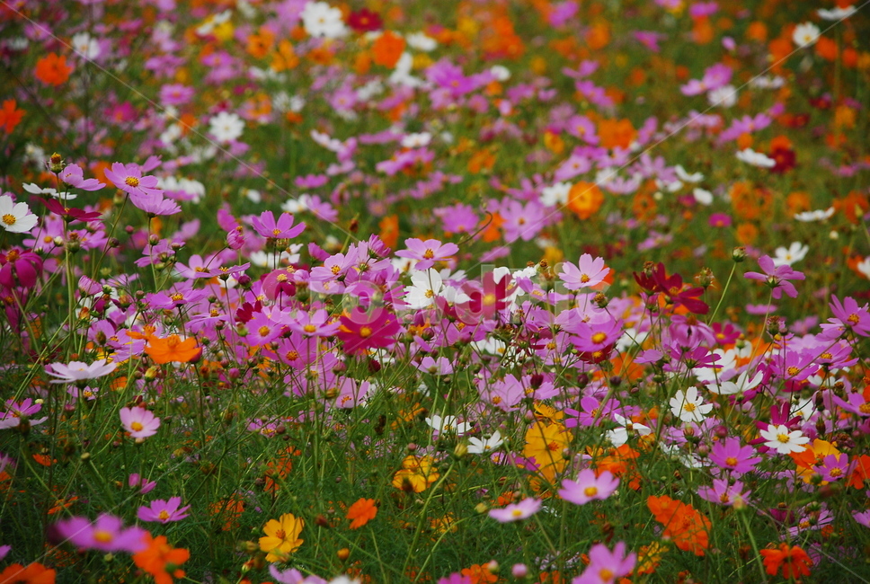 코스모스,꽃,자연,벌,햇살,flower,nature,봄,spring,sunlight,따뜻한,향기,봄바람,가을,꽃내음,식물,자연,plants,nature,꽃,flower