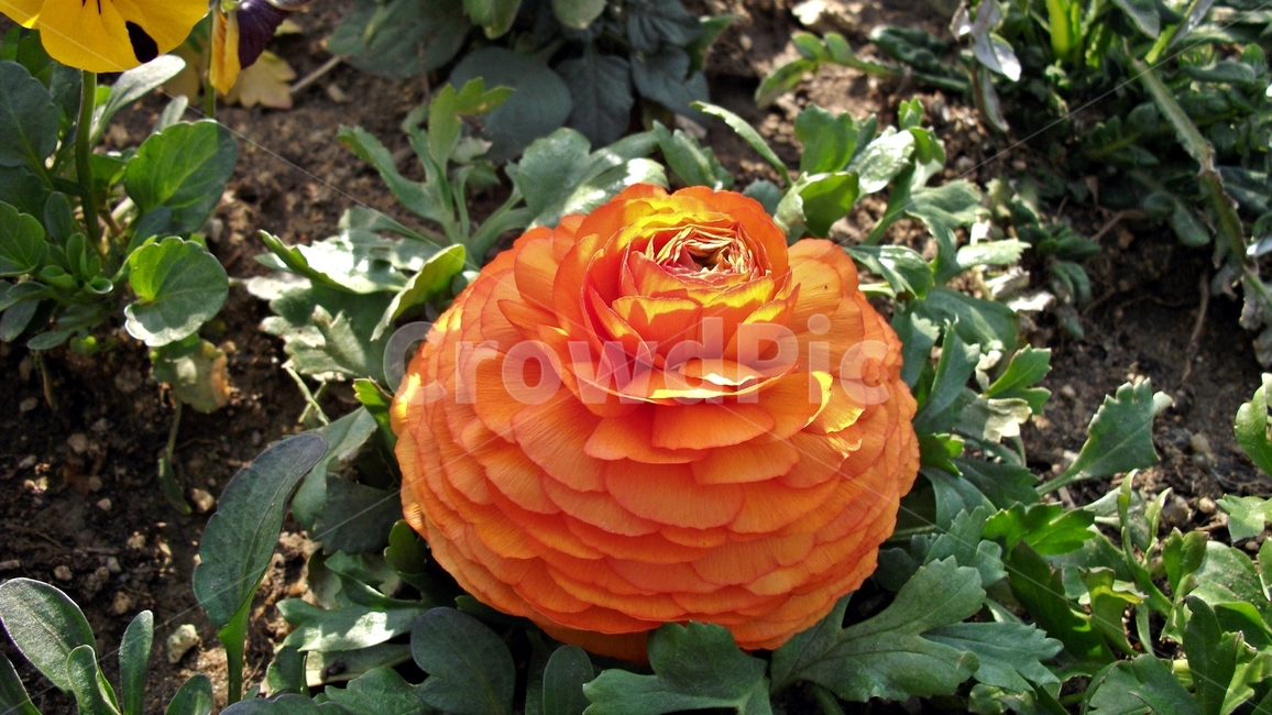 꽃,자연,식물,꽃잎,암술,수술,봄,spring,nature,bloom,petal,floral,scent,beautiful,plant,flower,식물,자연,plants,nature,꽃,flower