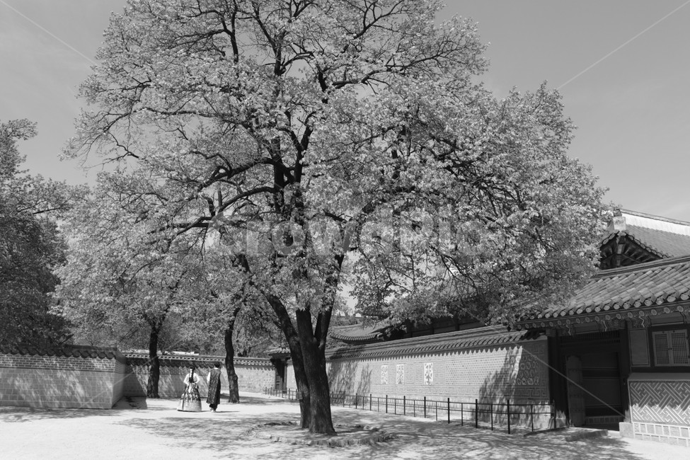 경복궁,대한민국,한옥,문화유산,풍경,서울,풍경사진,한국전통,한국문화,korean traditional,korean culture,식물,자연,plants,nature,나무,trees,wood,사람,인물,인간,human,person,연인,커플,사랑,lover,couple,흑백,모노톤,monochrome,black and white,건축물,건물외관,exterior,building,structure,architecture,construction