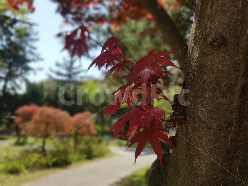 단풍,나무,단풍나무,하늘,빛,햇빛,오후,식물,자연,plants,nature,가을,계절,fall,autumn,season,leaf,잎,plant,tree