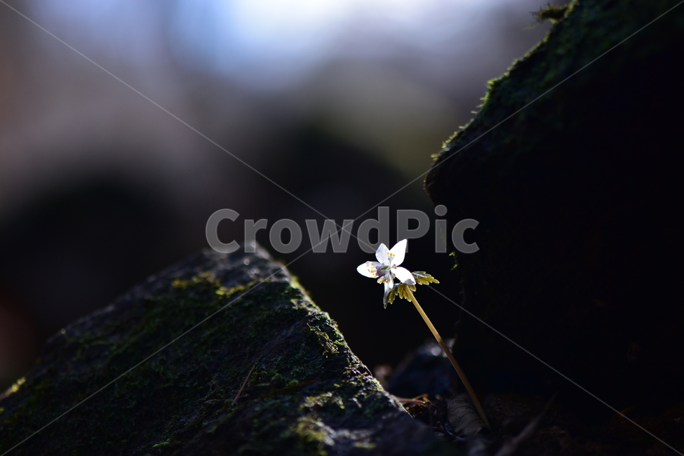 너도바람꽃,야생화,봄,꽃,풀꽃,자연,식물,식생,감성,힐링,plants,nature,spring,season,flower,emotion,feeling,흰색,초본,너도바람꽃속