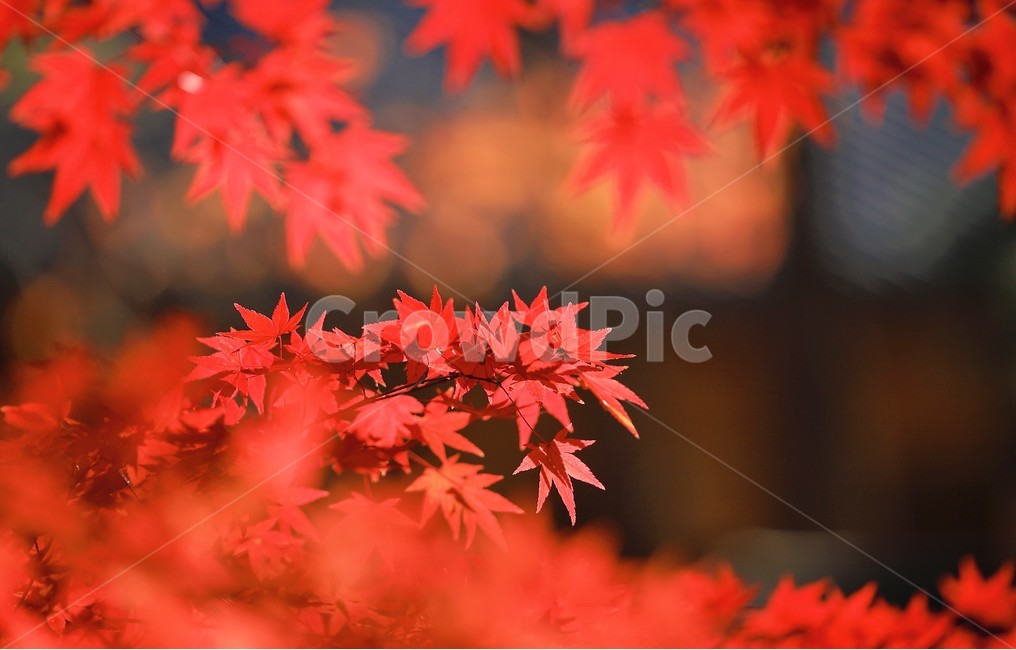 maple,가을,단풍,감성,사랑,가을,계절,fall,autumn,season,식물,자연,plants,nature,plant,leaf,잎,tree,나무