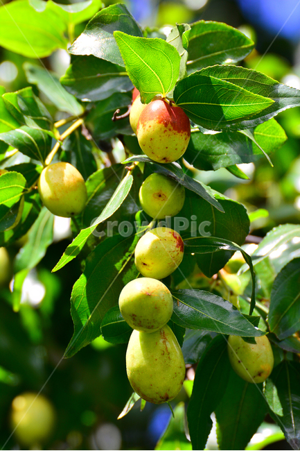 대추,대추나무,건강식품,대추차,jujube,달콤한,맛,과일,가을열매,가을이미지,나무열매,fruit,food,asian,동양적,한국적,한약재료,주렁주렁,식물,자연,plants,nature,음식,식재료,요리,food,cook,meal,dishes,food reserves,과일,열매,fruit
