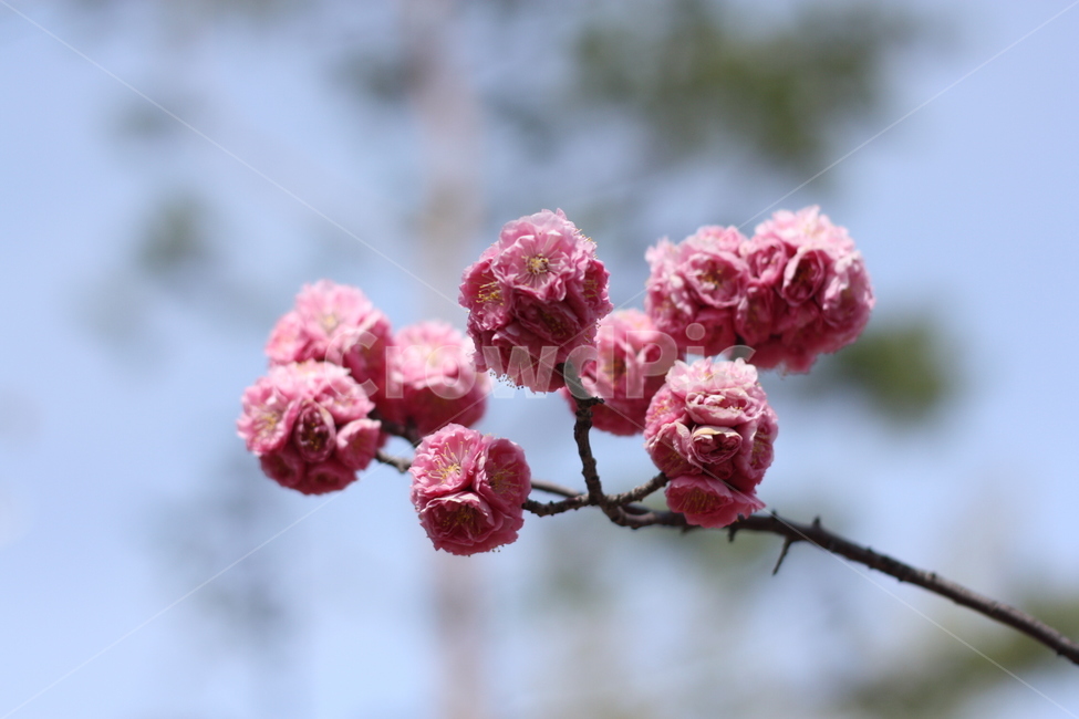 봄,벚꽃,왕벚꽃,햇살,꽃,식물,자연,plants,nature,꽃,flower