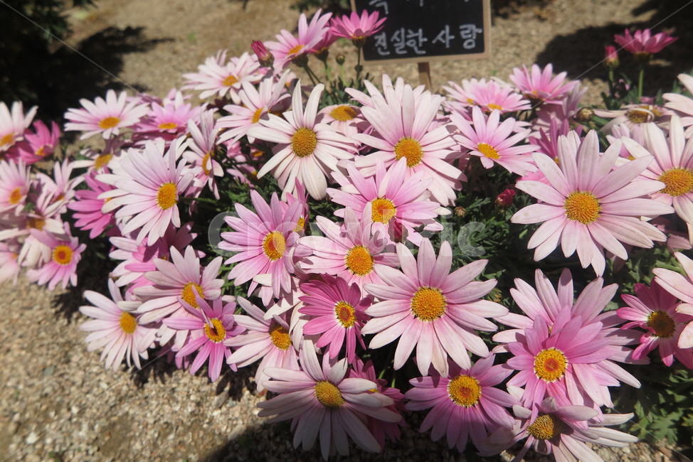 꽃,마가렛,길가,진실한,사랑,이쁜꽃