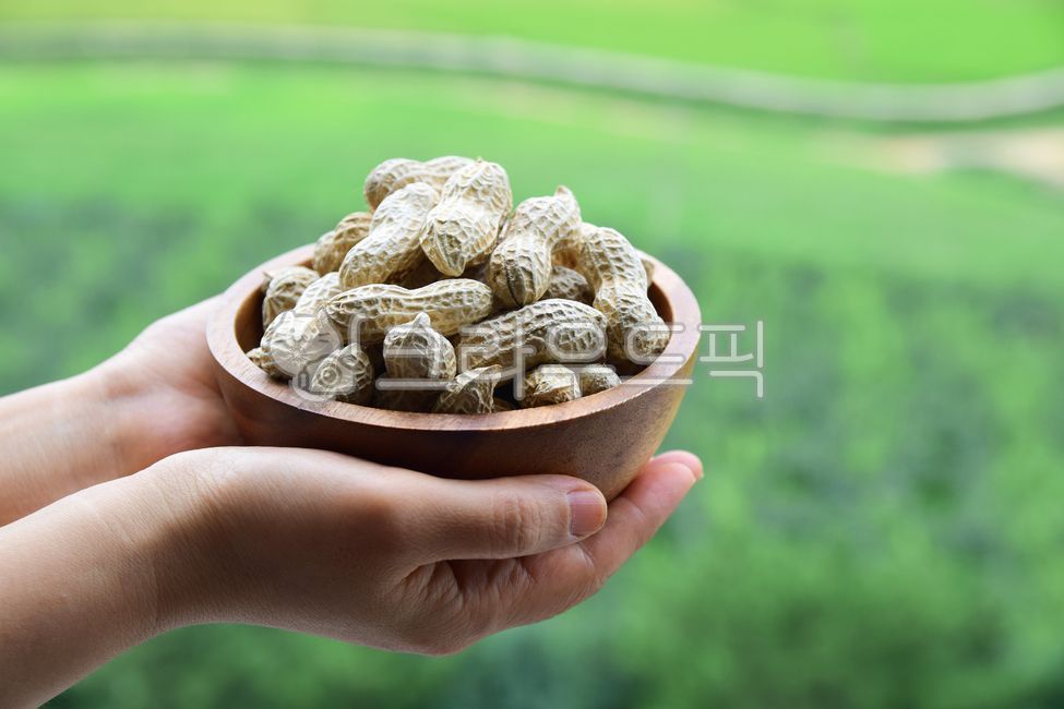 땅콩,견과류,열매,영양간식,식재료,음식,콩류,가을,peanut,food,autumn,손,여자손,손컷,햇땅콩,우드볼,나무그릇,땅콩껍질,콩류,견과류,beans,pulse,nuts,dry fruits