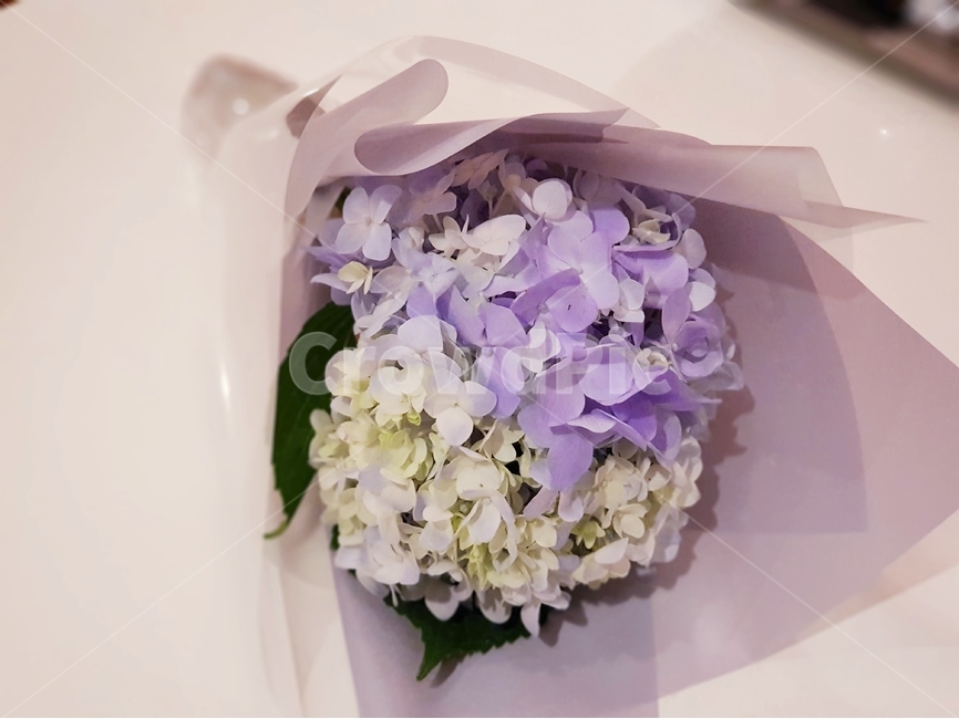 꽃,수국,감성,꽃다발,부케,flower,sensitivity,bouquet,hydrangea,purple,꽃,flower,기념일,축하,anniversary,congratulation,celebrate,celebration