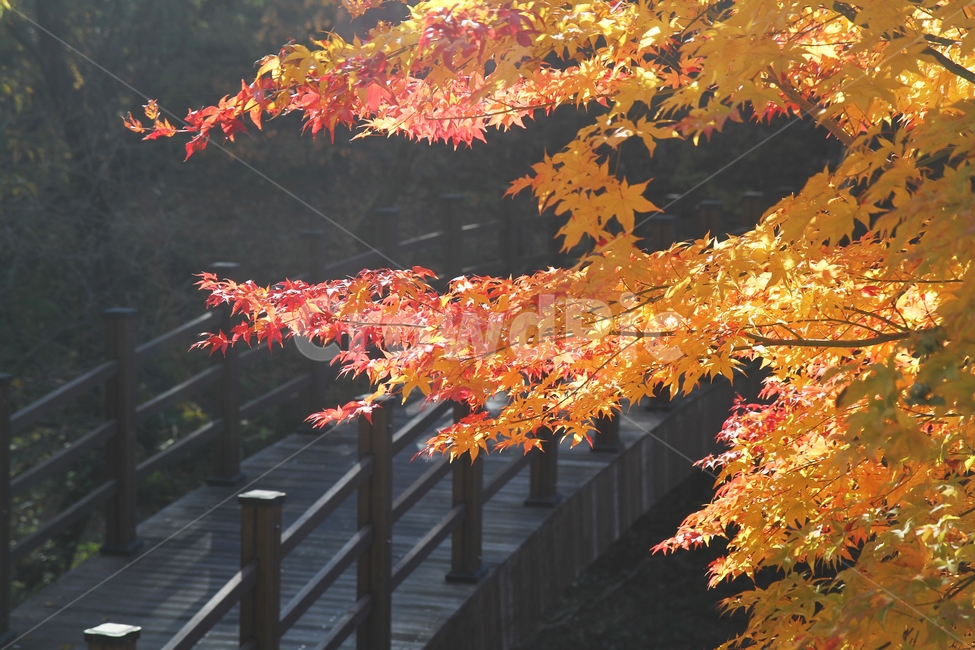 가을풍경,단풍나무,단풍나무와다리,단풍잎,감성사진,가을,계절,fall,autumn,season,식물,자연,plants,nature,leaf,잎,plant,tree,나무,maple,단풍