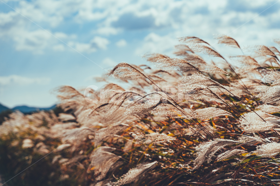 갈대,억새,가을,하늘,구름,감성,풍경,자연,가을,계절,fall,autumn,season,자연,풍경,nature,landscape,grass,잔디,plant,식물,lawn