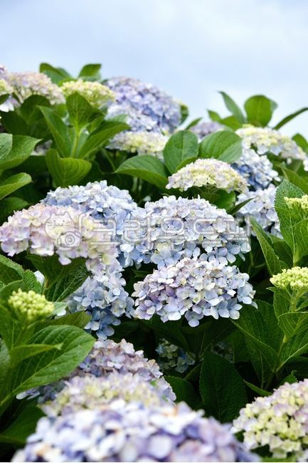 Hydrangea,summer flower,hydrangea,purple hydrangea,sky blue hydrangea,blue hydrangea,blue flower,hydrangea festival,hydrangea field,hydrangea bouquet,flower,flower,emotion,summer,nature,nature