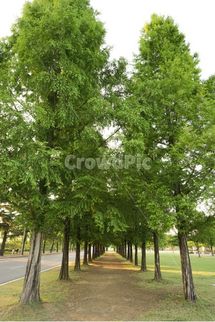 나무,자연,메타세콰이어길,메타세콰이어,숲,tree,nature