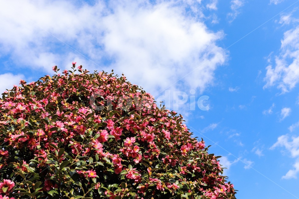 plant,식물,동백꽃,동백,하늘,camellia,sky,flower,나무,tree,잎,leaf,자연,nature,자연,풍경,nature,landscape