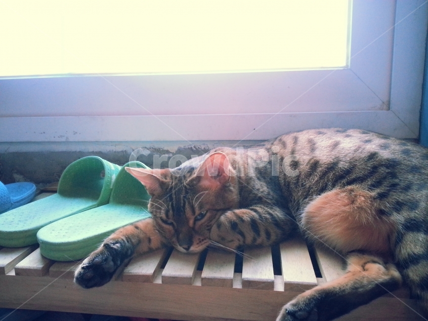 감성사진,고양이,낮잠,평온,귀여움,동물,animal,포유류,mammal,고양이,cat,kitten,kitty