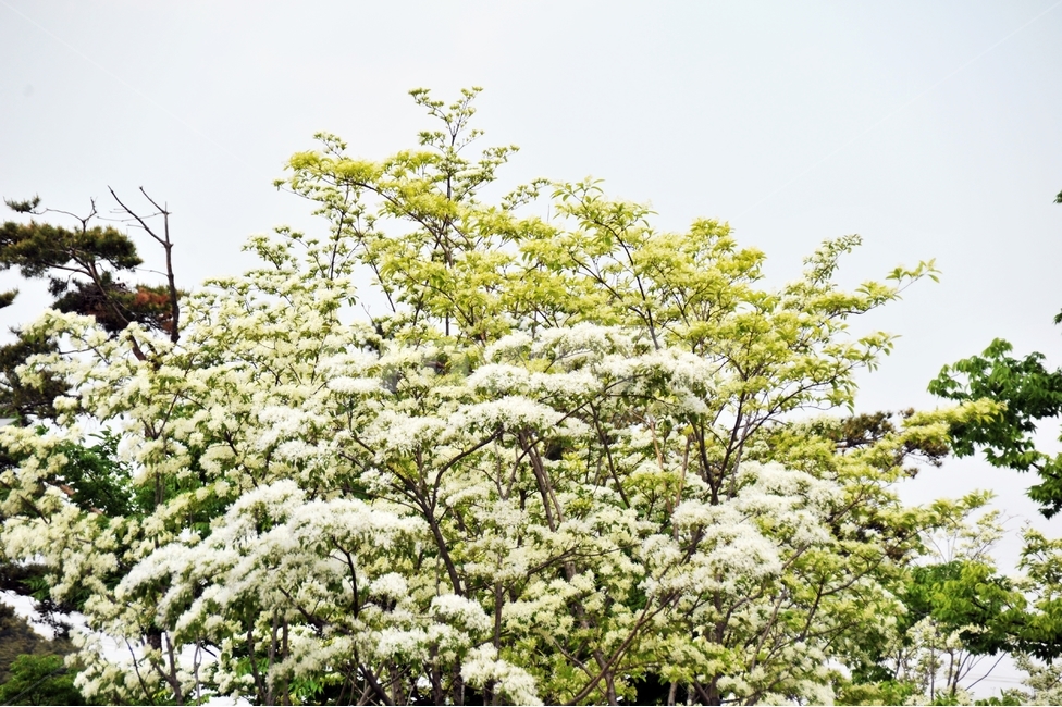 이팝나무,쌀나무,신목,물푸레나무,하얀꽃,봄꽃,가로수,식물,자연,plants,nature,꽃,flower