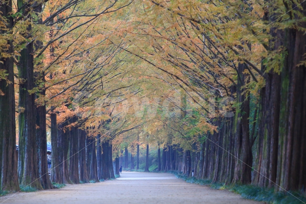 담양,메타세쿼이아길,가로수길,가을풍경,단풍,나무,길,가을,계절,fall,autumn,season,자연,풍경,nature,landscape,한국자연풍경,한국자연경관,korea nature landscape,식물,plants,나무,trees,wood,tree,plant,tree trunk,나무 줄기