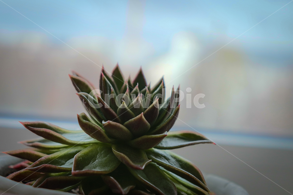 선인장,꽃,초록,식물,flowers
