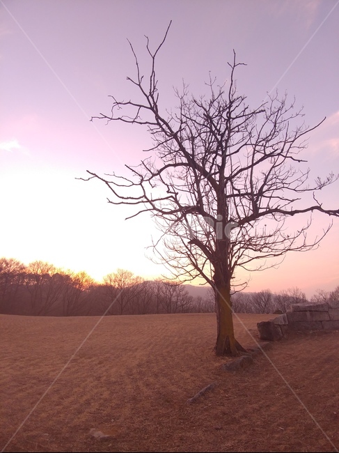 저녁,노을,풍경,고목,나무,몽환,자연,풍경,nature,landscape,식물,plants,나무,trees,wood,tree,plant,outdoors,옥외