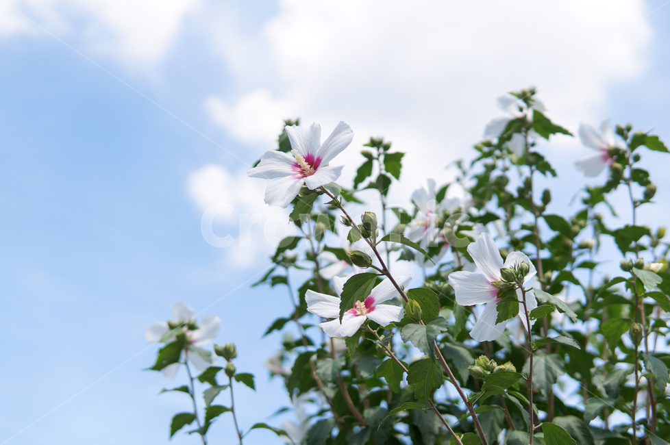 꽃,식물,무궁화,한국전통,여름,감성사진,광복절,축제,자연