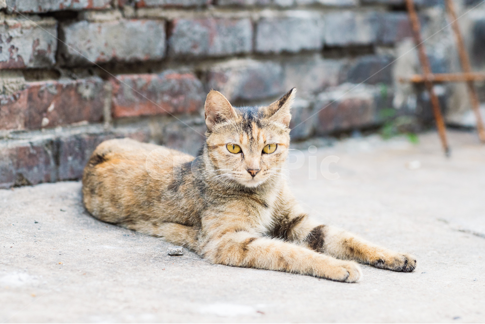 고양이,캣,cat,길냥이,길고양이,길냥,냥이,고양,동물,동물,animal,포유류,mammal,고양이,cat,kitten,kitty