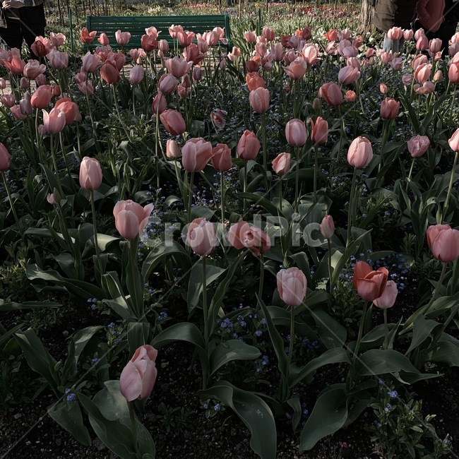 화분,식물,plant,garden,꽃밭,정원,꽃,flower