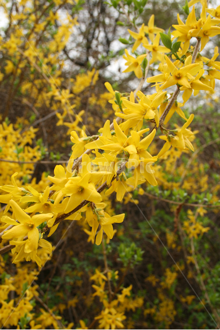개나리,산책,봄,봄날,감성,spring,flower,공원,풍경,식물,새싹,잎,초록,꽃,노란색,봄,계절,spring,season,식물,자연,plants,nature,꽃,flower,plant