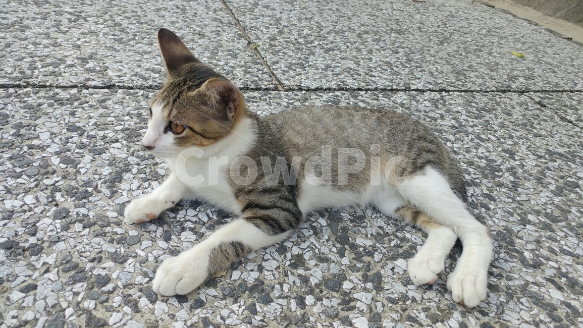 고양이,야옹이,cat,일본고양이,네코,동물,animal,포유류,mammal,고양이,cat,kitten,kitty