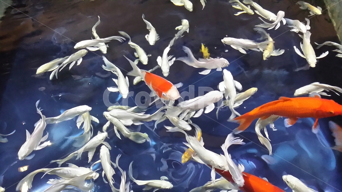 물고기,잉어,비단잉어,연못,푸른연못,아쿠아리움,동물,animal,어류,물고기,fish