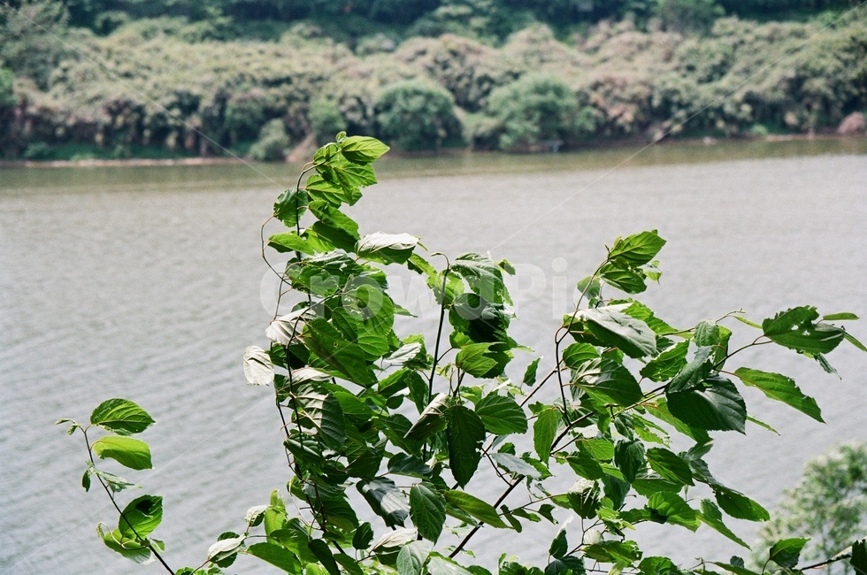 plant,식물,강,섬진강,river